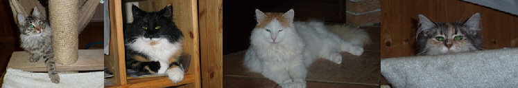 Katzenreihe