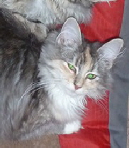 Lilli