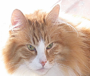 anakin 03.09