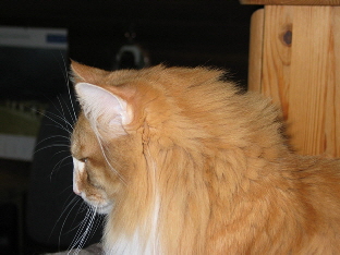 anakin 26.03.09.2