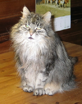 kirsi 03.09